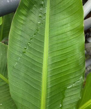 Alternative view of Musa paradisiaca - Bananowiec Dajiao 70-90 cm