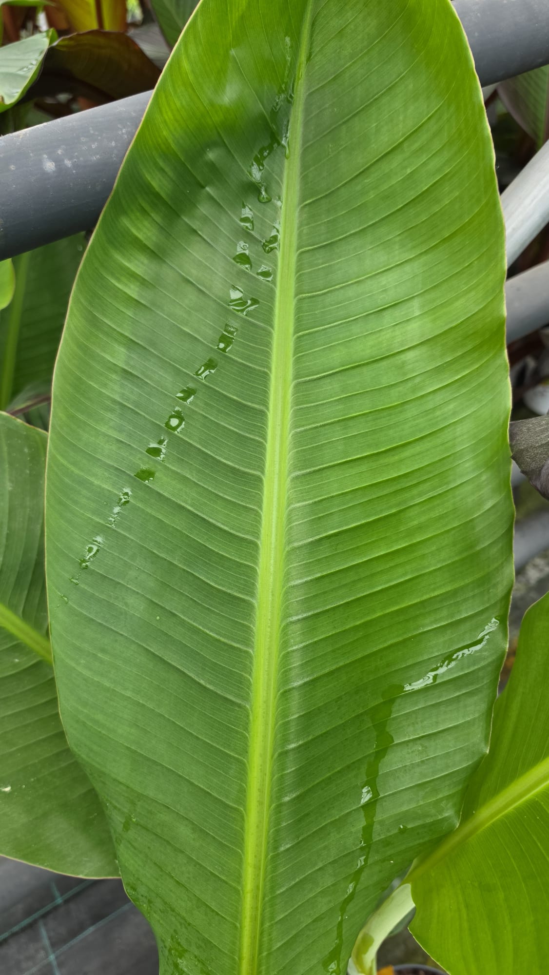 Musa paradisiaca - Bananowiec Dajiao 70-90 cm - obrazek 2