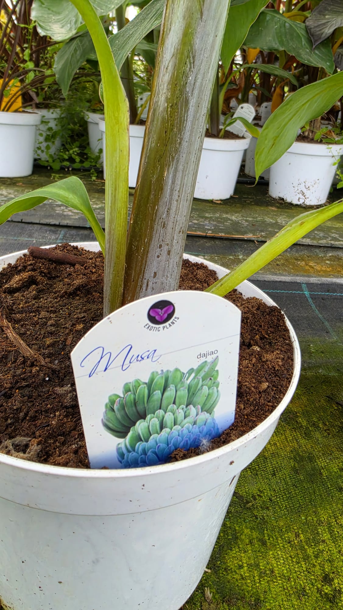 Musa paradisiaca - Bananowiec Dajiao 70-90 cm - obrazek 3