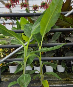 Musa paradisiaca - Bananowiec Dajiao 70-90 cm