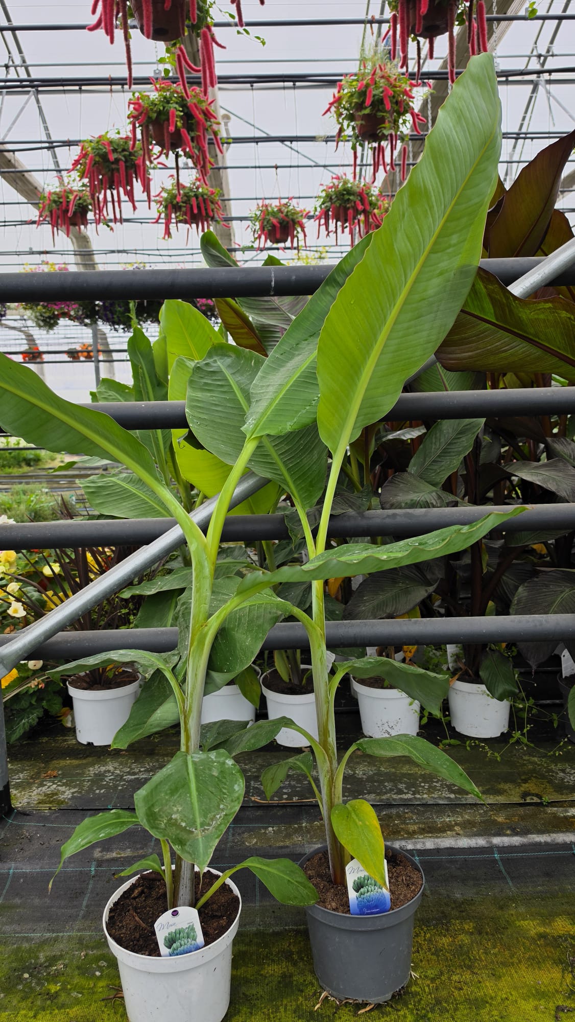 Musa paradisiaca - Bananowiec Dajiao 70-90 cm
