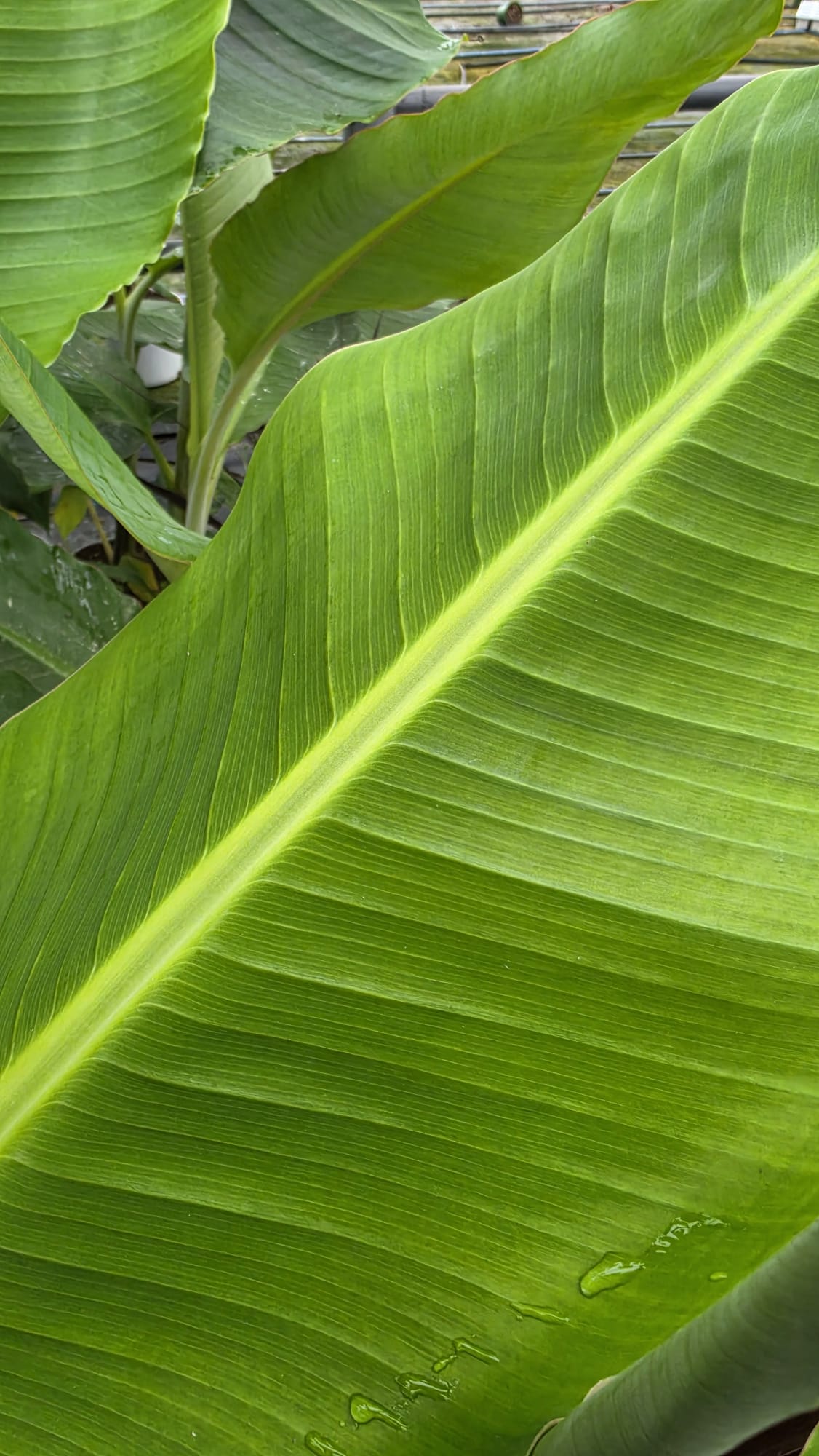 Musa paradisiaca - Bananowiec Dajiao 70-90 cm - obrazek 4