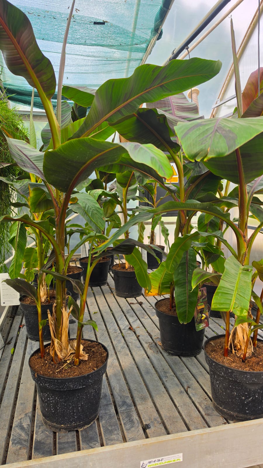 Musa sikkimensis- Bananowiec Ever Red 90-120 cm - obrazek 3