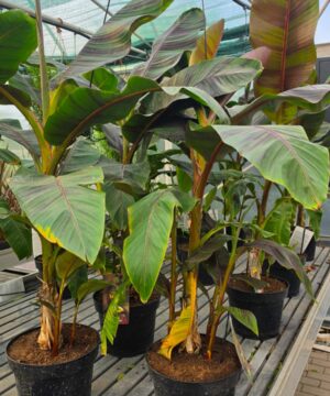 Musa sikkimensis- Bananowiec Ever Red 90-120 cm