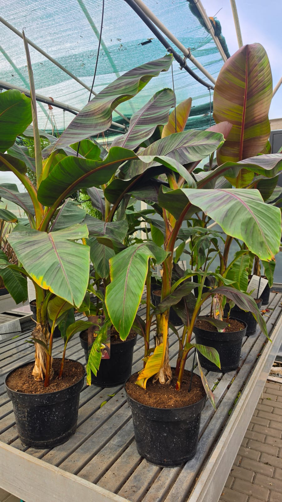 Musa sikkimensis- Bananowiec Ever Red 90-120 cm
