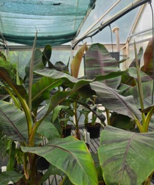 Alternative view of Musa sikkimensis- Bananowiec Ever Red 90-120 cm