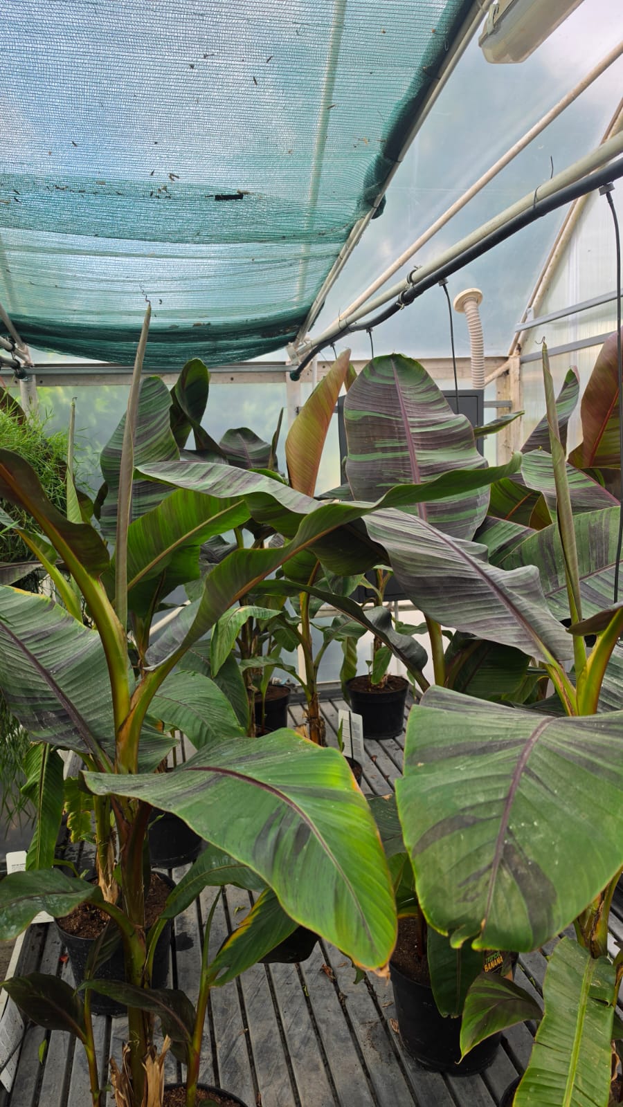 Musa sikkimensis- Bananowiec Ever Red 90-120 cm - obrazek 2