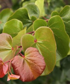 Cercis canadensis - Judaszowiec kanadyjski Oklahoma 150-200 cm Przedsprzedaż wyłka w drugiej połowie lipca 2026