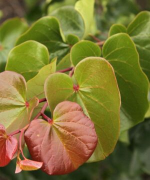 Cercis canadensis - Judaszowiec kanadyjski Oklahoma 150-200 cm Przedsprzedaż wyłka w drugiej połowie lipca 2026