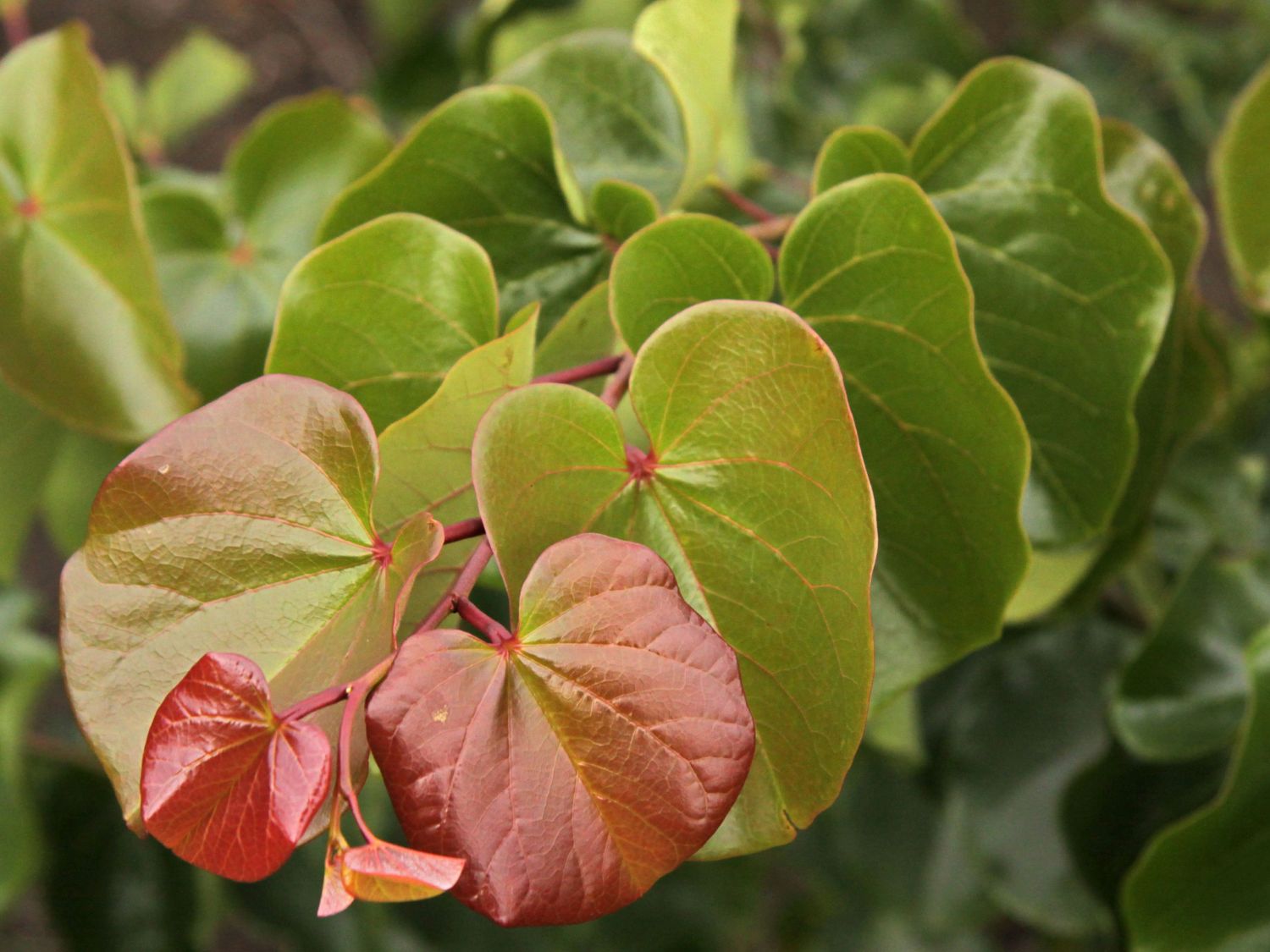 Cercis canadensis - Judaszowiec kanadyjski Oklahoma 150-200 cm Przedsprzedaż wyłka w drugiej połowie lipca 2026