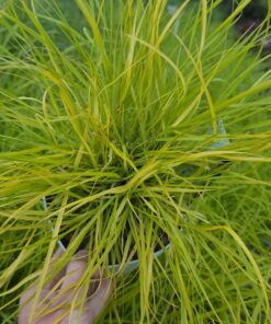 Alternative view of Pennisetum alopecuroides - Rozplenica Japońska Hameln Gold