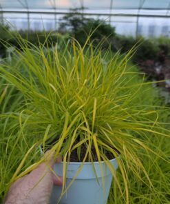 Pennisetum alopecuroides - Rozplenica Japońska Hameln Gold