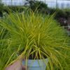 Pennisetum alopecuroides - Rozplenica Japońska Hameln Gold