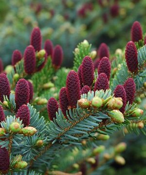 Alternative view of Picea abies - świerk pospolity Acrocona