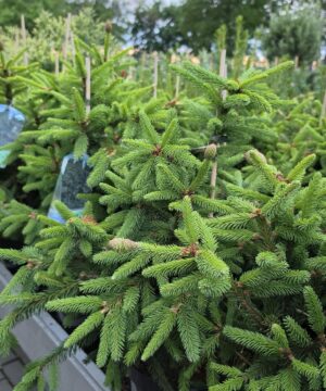 Picea abies - świerk pospolity Acrocona