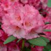 Rhododendron - Różanecznik Wine and Roses
