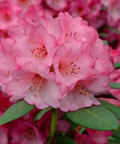 Rhododendron - Różanecznik Wine and Roses