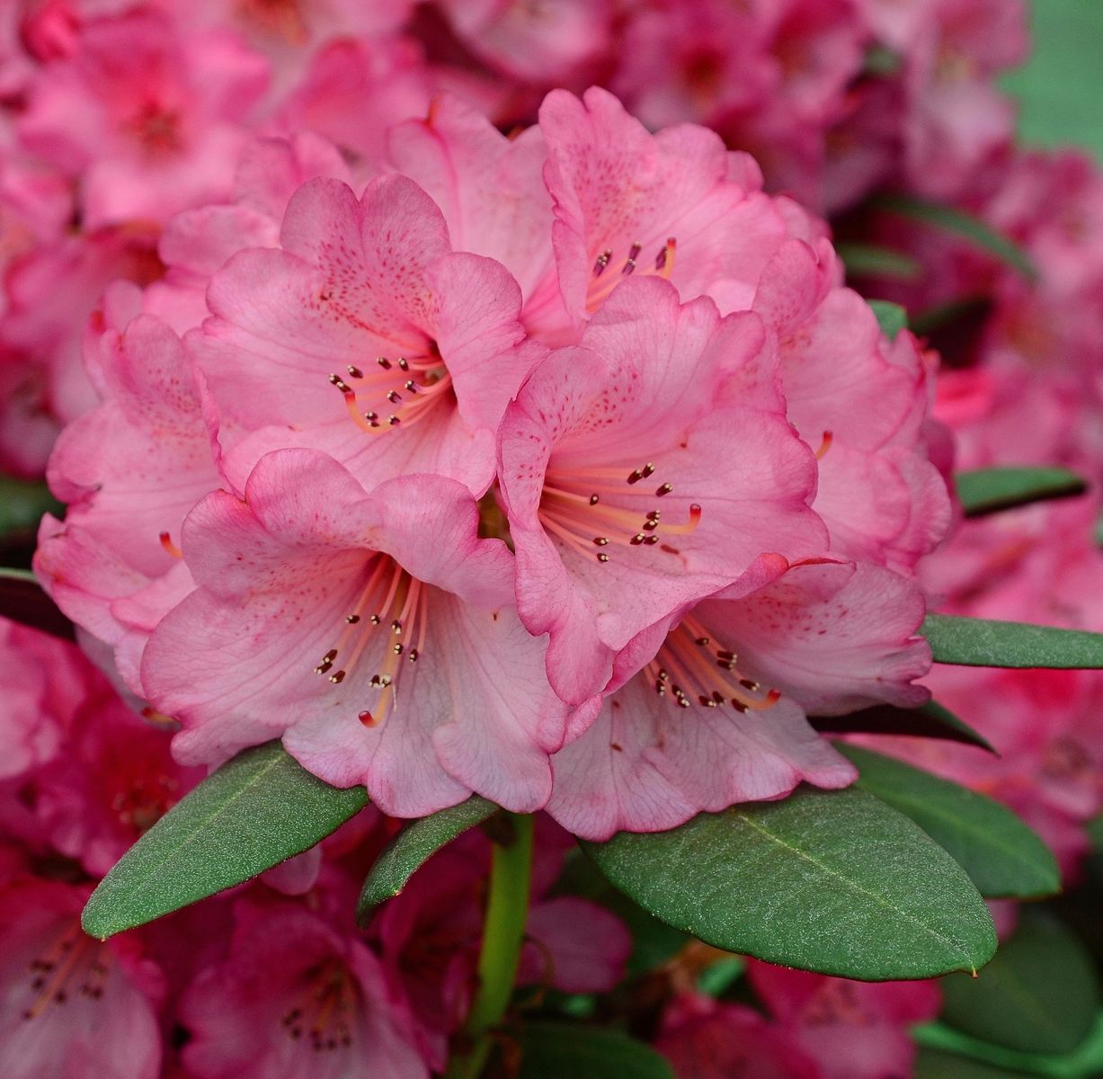 Rhododendron - Różanecznik Wine and Roses