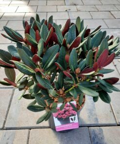 Alternative view of Rhododendron - Różanecznik Wine and Roses
