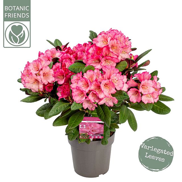 Rhododendron - Różanecznik Wine and Roses - obrazek 3