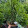 Sciadopitys verticillata - Sośnica japońska