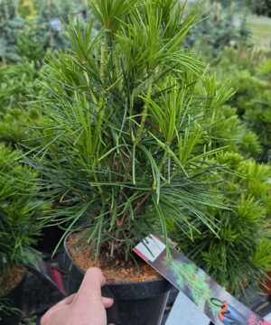 Sciadopitys verticillata - Sośnica japońska