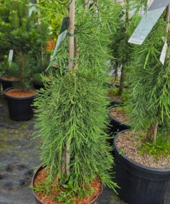 Sequoiadendron giganteum - Mamutowiec olbrzymi Pendulum