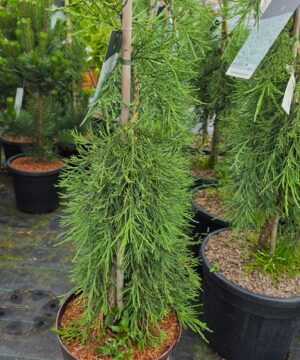 Sequoiadendron giganteum - Mamutowiec olbrzymi Pendulum