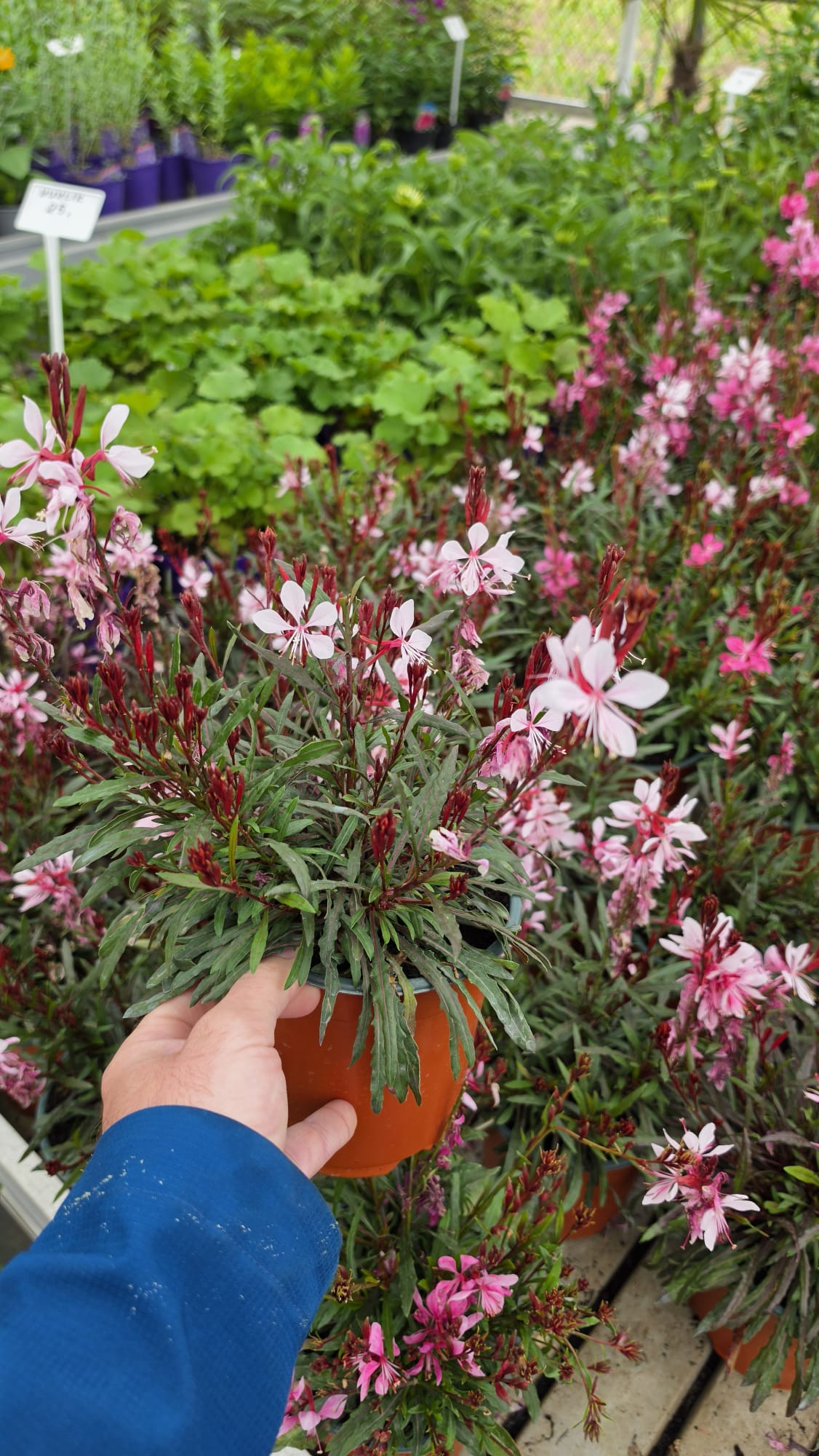 Gaura lindheimeri - Gaura lindheimeri Graceful Light Pink - obrazek 4