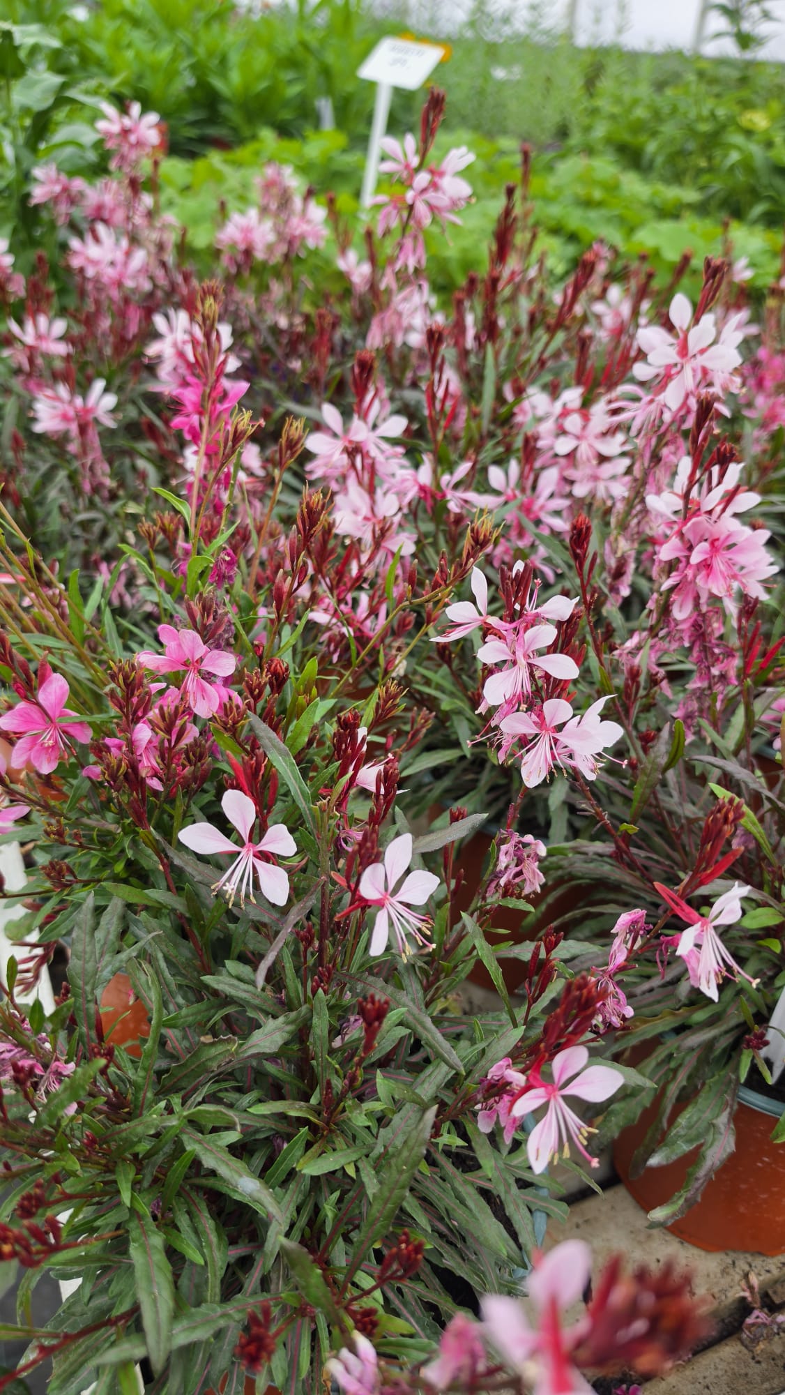 Gaura lindheimeri - Gaura lindheimeri Graceful Light Pink - obrazek 3