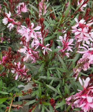 Alternative view of Gaura lindheimeri - Gaura lindheimeri Graceful Light Pink