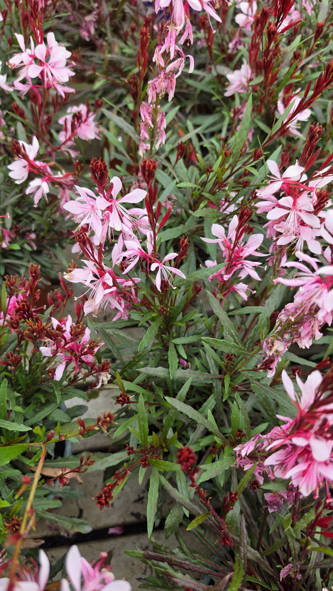 Gaura lindheimeri - Gaura lindheimeri Graceful Light Pink - obrazek 2