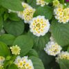 Lantana camara - Lantana Gem Pearl