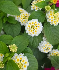 Lantana camara - Lantana Gem Pearl