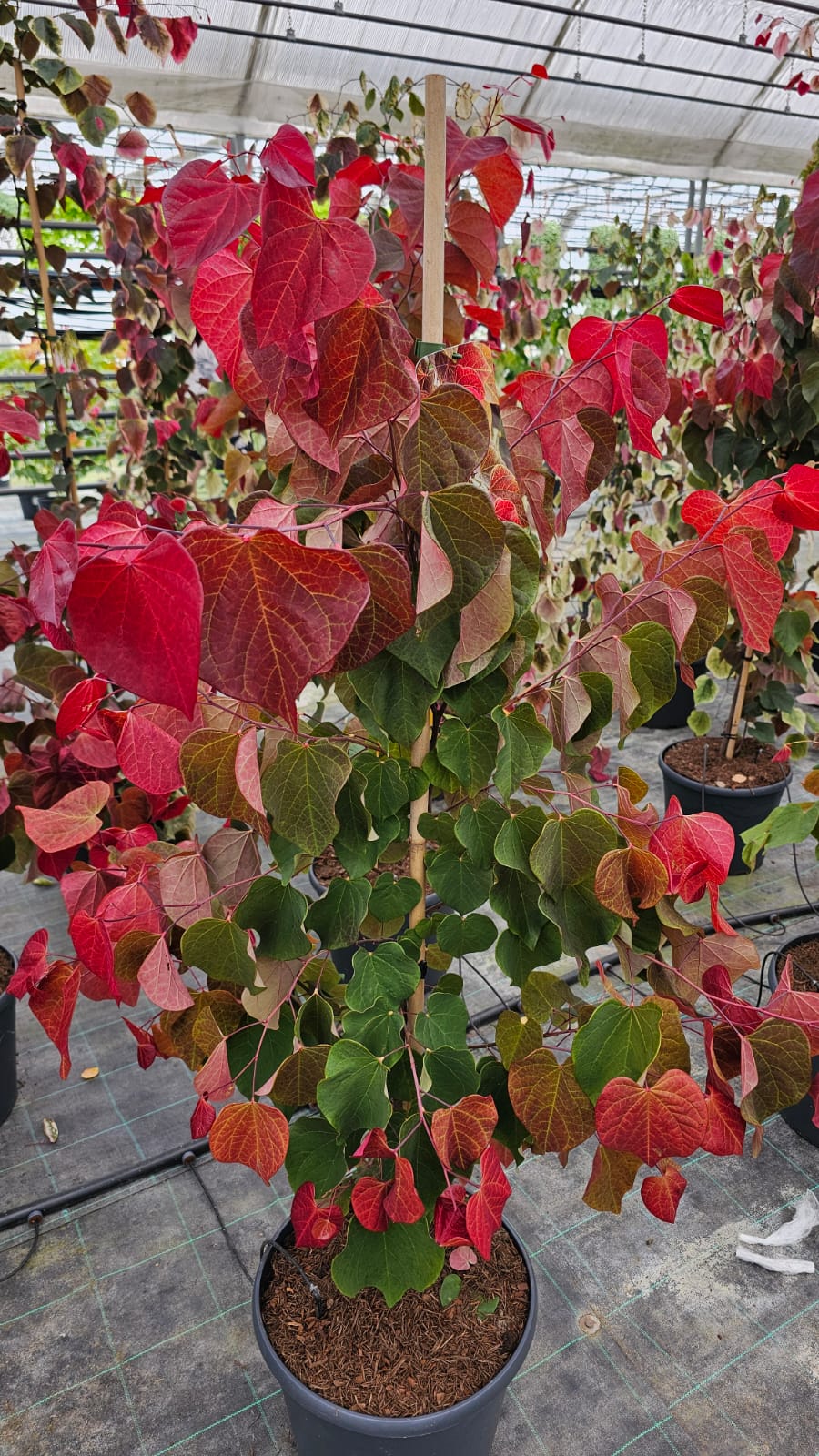 Cercis canadensis - Judaszowiec kanadyjski Hearts 'A Fire 150-200 cm Przedsprzedaż wyłka w drugiej połowie lipca 2026