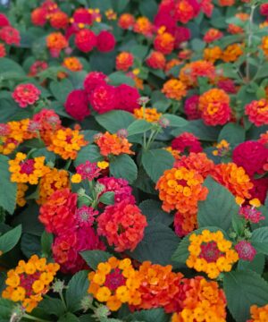 Lantana camara - Lantana Gem Ruby