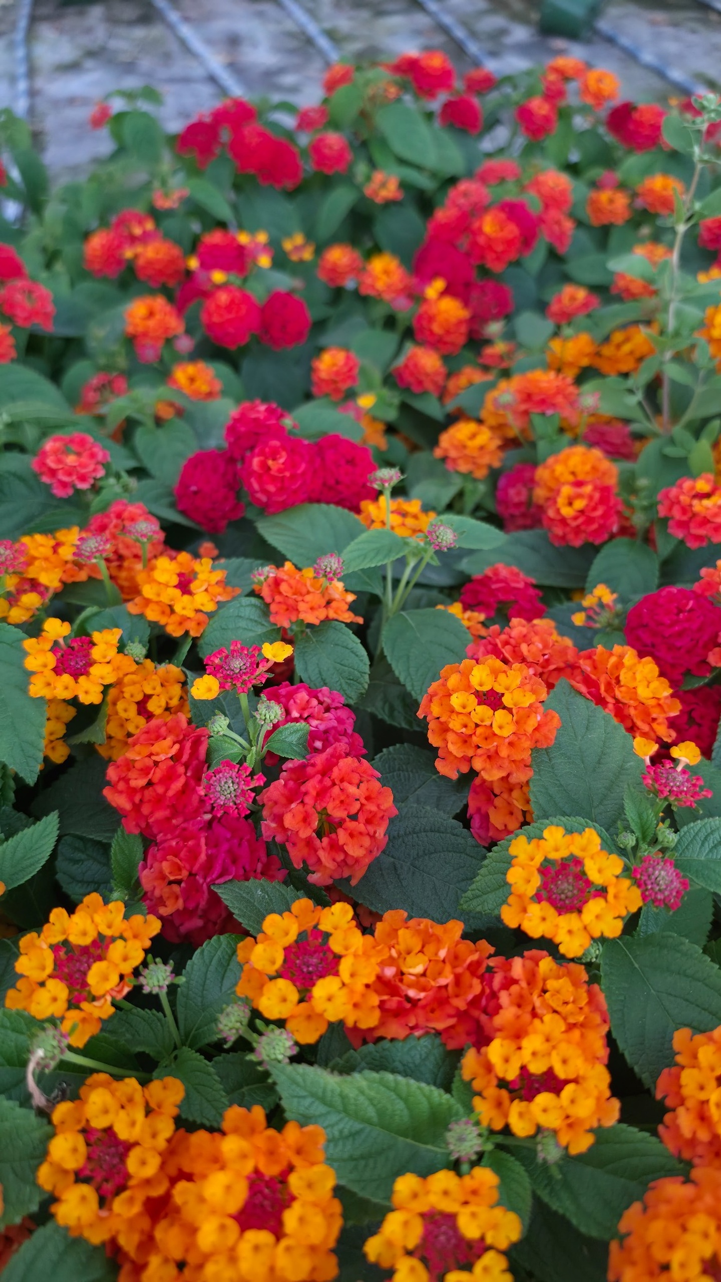Lantana camara - Lantana Gem Ruby