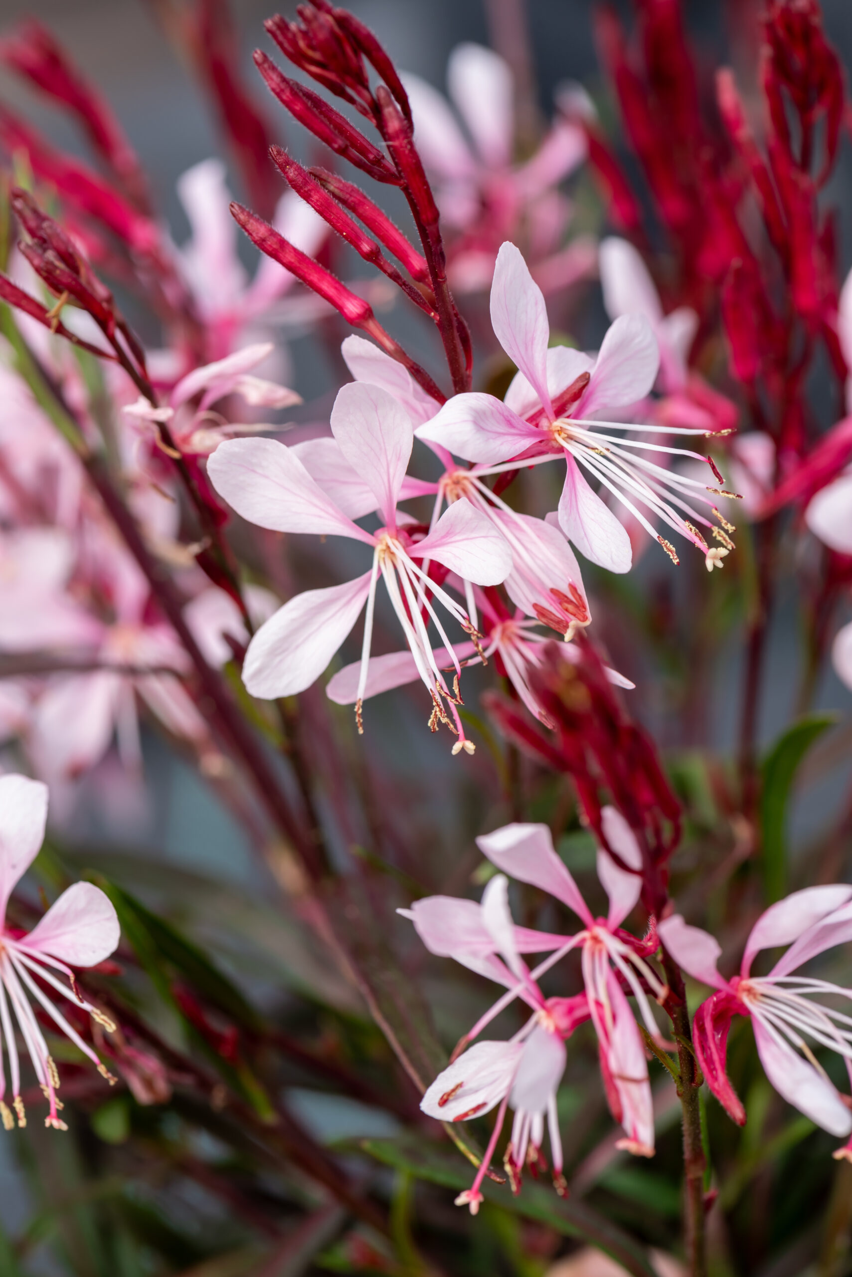 Gaura lindheimeri - Gaura lindheimeri Graceful Light Pink - obrazek 6