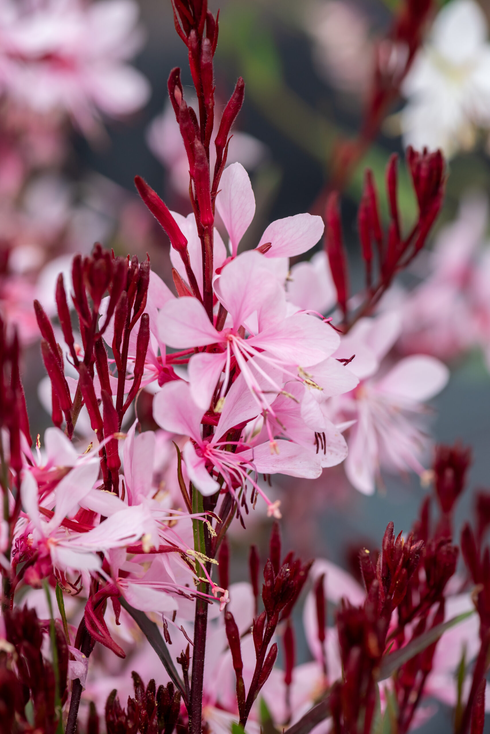 Gaura lindheimeri - Gaura lindheimeri Graceful Light Pink - obrazek 5