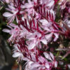 Gaura lindheimeri - Gaura lindheimeri Graceful Light Pink