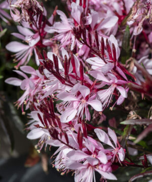 Gaura lindheimeri - Gaura lindheimeri Graceful Light Pink