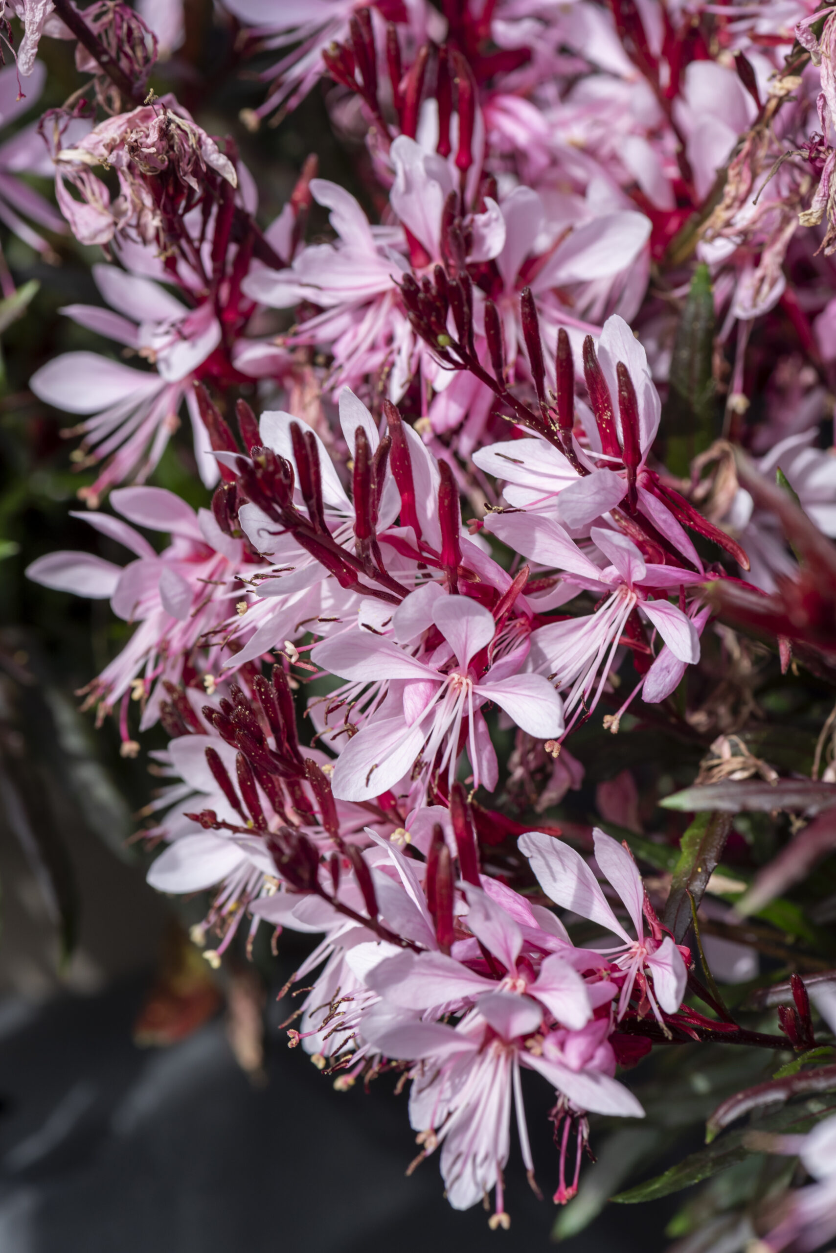 Gaura lindheimeri - Gaura lindheimeri Graceful Light Pink