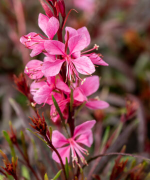 Alternative view of Gaura lindheimeri - Gaura lindheimeri Graceful Pink
