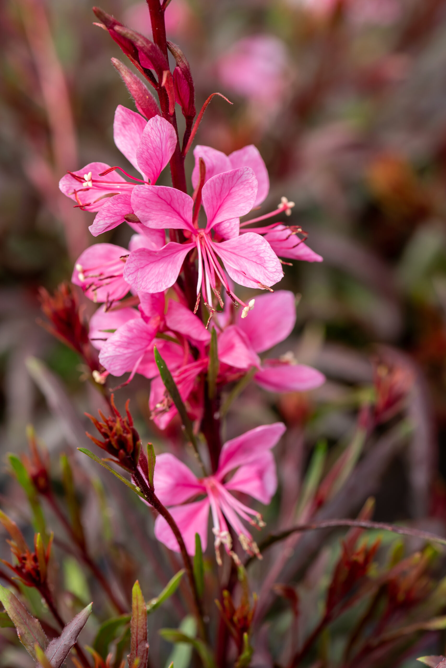 Gaura lindheimeri - Gaura lindheimeri Graceful Pink - obrazek 2