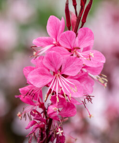 Gaura lindheimeri - Gaura lindheimeri Graceful Pink