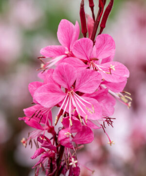 Gaura lindheimeri - Gaura lindheimeri Graceful Pink