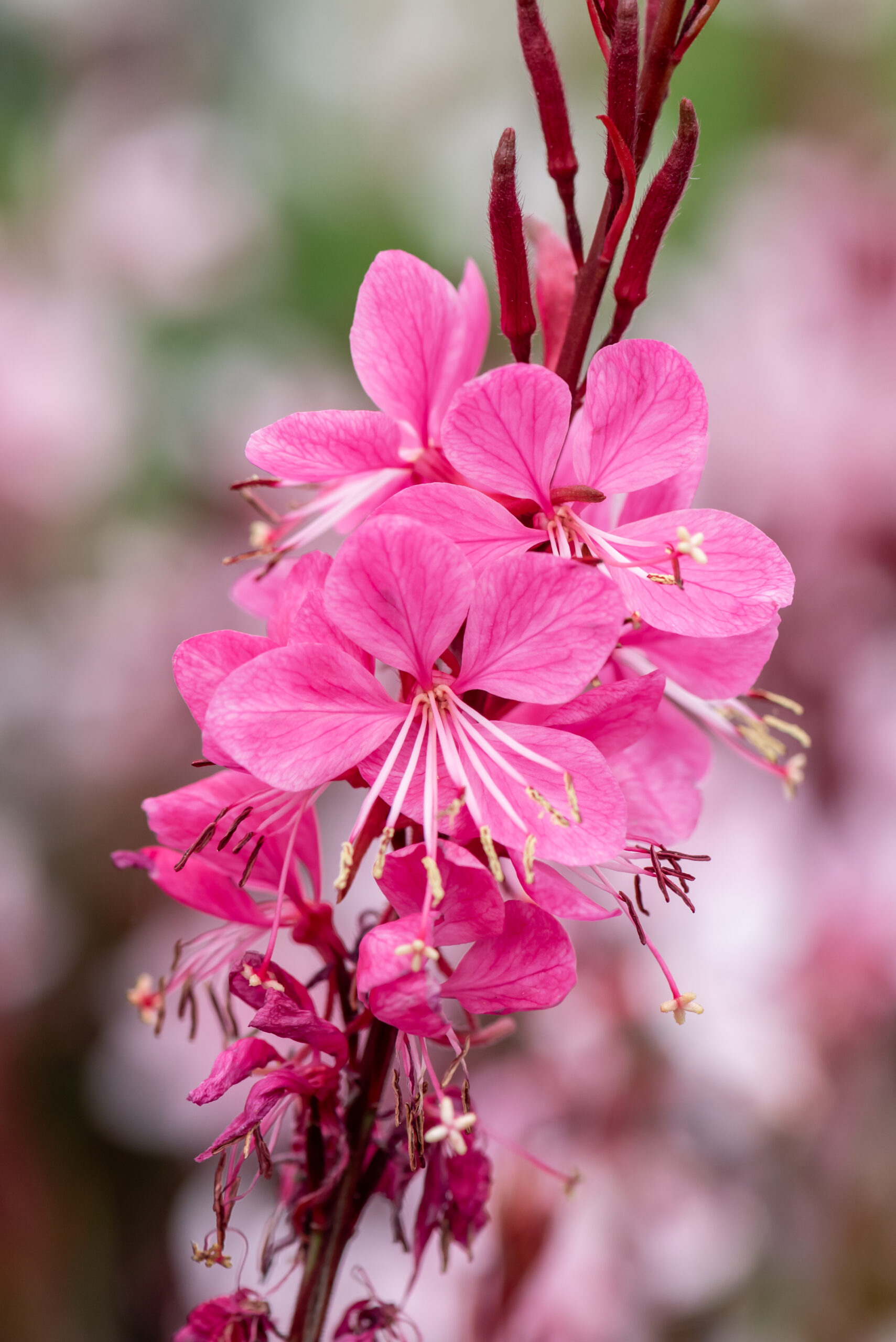 Gaura lindheimeri - Gaura lindheimeri Graceful Pink