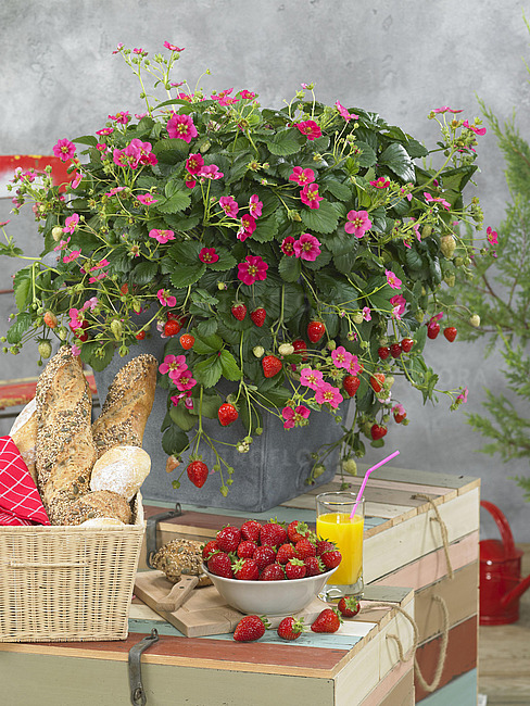 Fragaria ananassa - Truskawka Toscana - obrazek 3