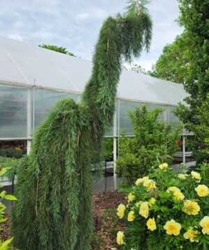 Alternative view of Sequoiadendron giganteum - Mamutowiec olbrzymi Pendulum