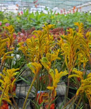 Anigozanthos - Łapa Kangura Orange Glow